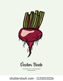 Beet vegetable vector isolate. Red whole beetroot green leaves. Vegetables hand drawn illustration. Food vegetarian sweet purple beetroot icon logo poster, banner, sketch. Vector illustration isolated