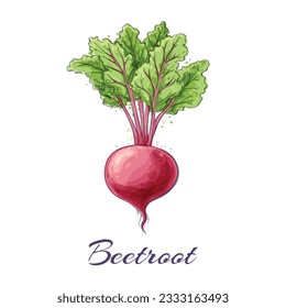 Beet watercolor. Fresh purple beetroot water color sketch with green leaves isolated on white, beets vegetable colorful paint for salad vector illustration