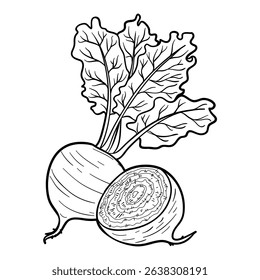 Beet, whole and sliced, outline vector illustration isolated on white background, eps10