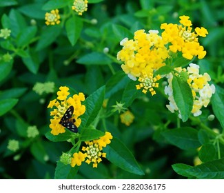 The beetle is above the yellow flower