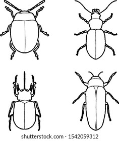 Beetle Animal Vector Illustration Hand Drawn Cartoon Art