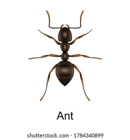 Beetle ant vector icon.Realistic vector icon isolated on white background beetle ant.