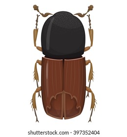 Beetle Bark Beetle. Naturalistic Illustration On Beetles