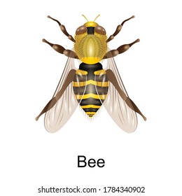 Beetle bee vector icon.Realistic vector icon isolated on white background beetle bee.