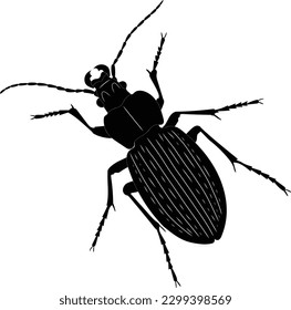 beetle bug in black and white