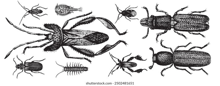 Beetle, bug collection. Insect  illustration, drawing, engraving, ink, line art, vector illustration. Hand-sketched engraved creatures collection. Hand drawn bug set in vintage style.