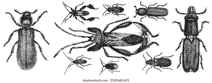 Beetle, bug collection. Insect  illustration, drawing, engraving, ink, line art, vector illustration. Hand-sketched engraved creatures collection. Hand drawn bug set in vintage style.