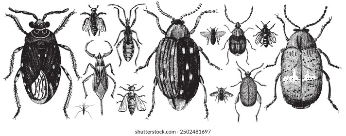 Beetle, bug collection. Insect  illustration, drawing, engraving, ink, line art, vector illustration. Hand-sketched engraved creatures collection. Hand drawn bug set in vintage style.