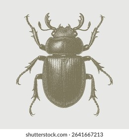 Beetle bug hand drawing white background
