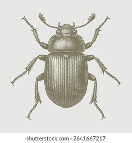 Beetle bug hand drawing white background