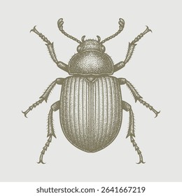 Beetle bug hand drawing white background