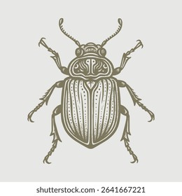 Beetle bug hand drawing white background