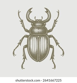 Beetle bug hand drawing white background