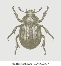 Beetle bug hand drawing white background