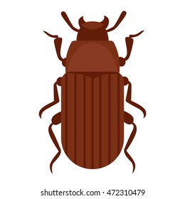 Beetle bug insect isolated on white background vector wildlife animal vector bug
