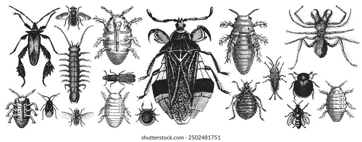 Beetle, bug, mite collection. Insect  illustration, drawing, engraving, ink, line art, vector illustration. Hand-sketched engraved creatures collection. Hand drawn bug set in vintage style.