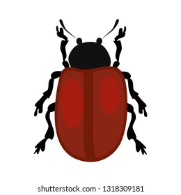 Beetle Chrysomela populi isolated vector. Bug, wildlife, entomology. Insects concept. Vector can be used for topics like nature, biology, fauna