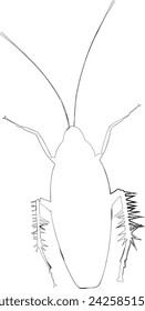 Beetle cockroach drawing design nature insects.