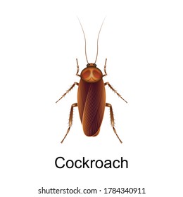 Beetle cockroach vector icon.Realistic vector icon isolated on white background beetle cockroach.