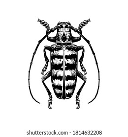 Escarabajo. Insecto decorativo aislado de fondo blanco. Esbozo en blanco y negro. Dibujo realista de un error. Ilustración vectorial art.