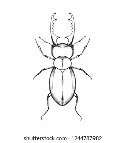 beetle deer black and white vector