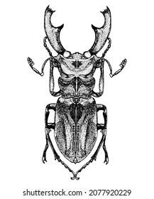 beetle deer hand drawing ink pen vector drawing isolated on white background