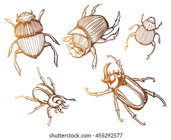 Beetle deer. Horned Beetle. Big. Insect. Set. Line art. Black and white drawing by hand. Graphic arts. Doodle. Tattoo.  Lucanus cervus.