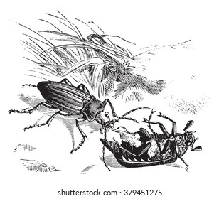Beetle devouring a golden beetle, vintage engraved illustration. Magasin Pittoresque 1876.