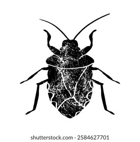 Beetle, dorr. The image shows a detailed drawing of a beetle. The beetle has a strong, oval body with a shiny black chitinous cover, decorated with small white spots.