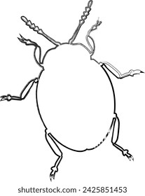 Beetle drawing design nature insects.