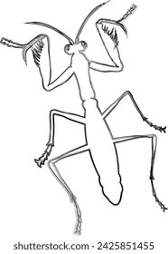 Käfer Design Natur Insekten.