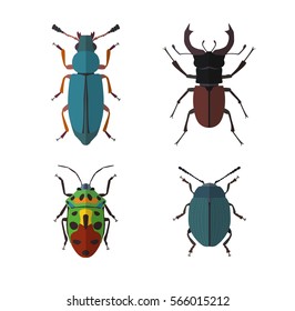 beetle flat illustration, vector, Insect, bug, nature