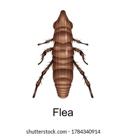 Beetle flea vector icon.Realistic vector icon isolated on white background beetle flea.