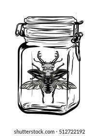 Beetle in a glass jar, freehand drawing
