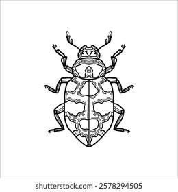 Beetle hand drawn illustration artwork