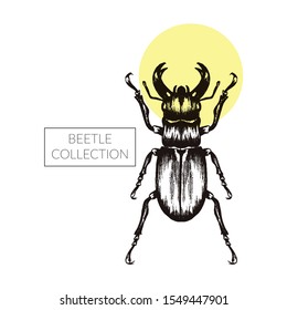 Beetle Hand Drawn Vector Illustration For Tattoo Design. Engraving Insect Art
