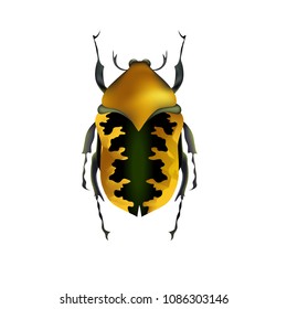 Beetle. Hand-drawn vector illustration.