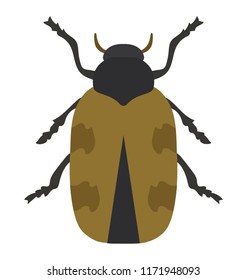 
Beetle having little arms and legs knows as japanese beetle 
