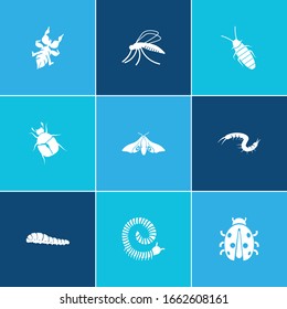 Beetle icon set and eyed hawk moth with millipede, pest and leaf insect. Centipede related beetle icon vector for web UI logo design.