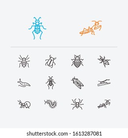 Beetle icons set. Bedbug and beetle icons with cicada, mantis and honey ant. Set of poisonous for web app logo UI design.