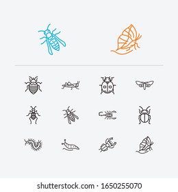 Beetle icons set. Bedbug and beetle icons with locust, ladybird and tiger beetle. Set of zoo for web app logo UI design.