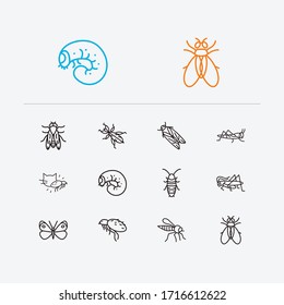 Beetle icons set. Cabbage butterfly and beetle icons with robber fly, cicada and louse. Set of disease for web app logo UI design.