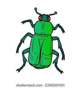 ilustración de escarabajo,
aislado en fondo blanco.Vista superior