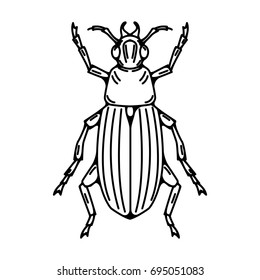 Beetle illustration isolated on white background. Vector illustration