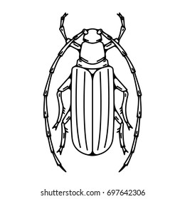 Beetle illustration isolated on white background. Vector illustration