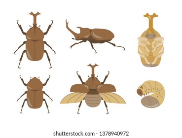 Beetle illustration set