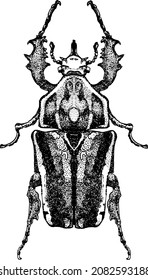 Beetle ink hand drawing , vector image isolated on white background