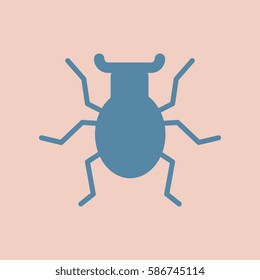 beetle insect