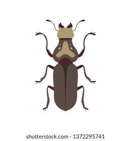 Beetle Insect, Bug Insect Species Top View Flat Vector Illustration