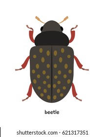 Beetle -  insect with  kind of armor protecting the flying wings